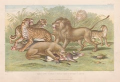 Big Cats, English antique animal lion tiger engraving print, 1879