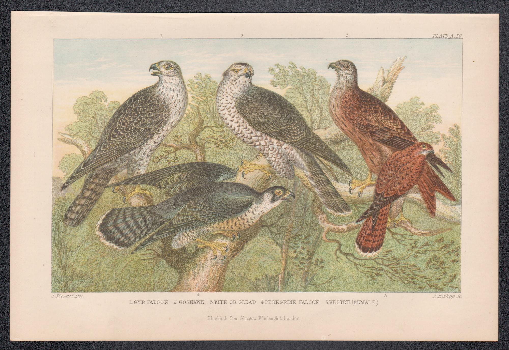 Birds of Prey, gravure anglaise ancienne d'oiseaux, 1879 - Print de James Stewart