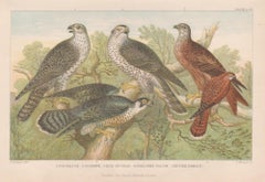 Birds of Prey, English antique bird engraving print, 1879