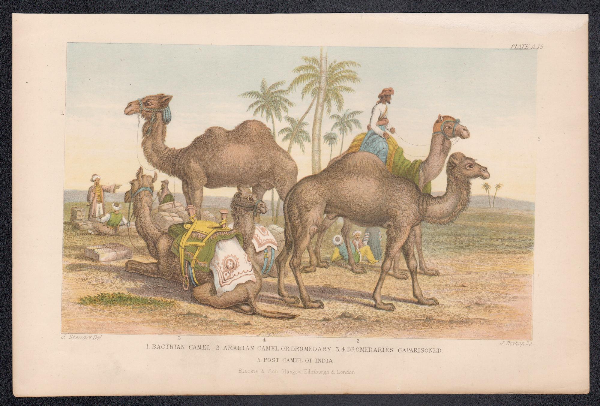 Camellos, grabado animal antiguo inglés, 1879 - Print de James Stewart
