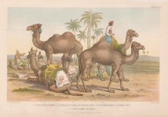 Camellos, grabado animal antiguo inglés, 1879