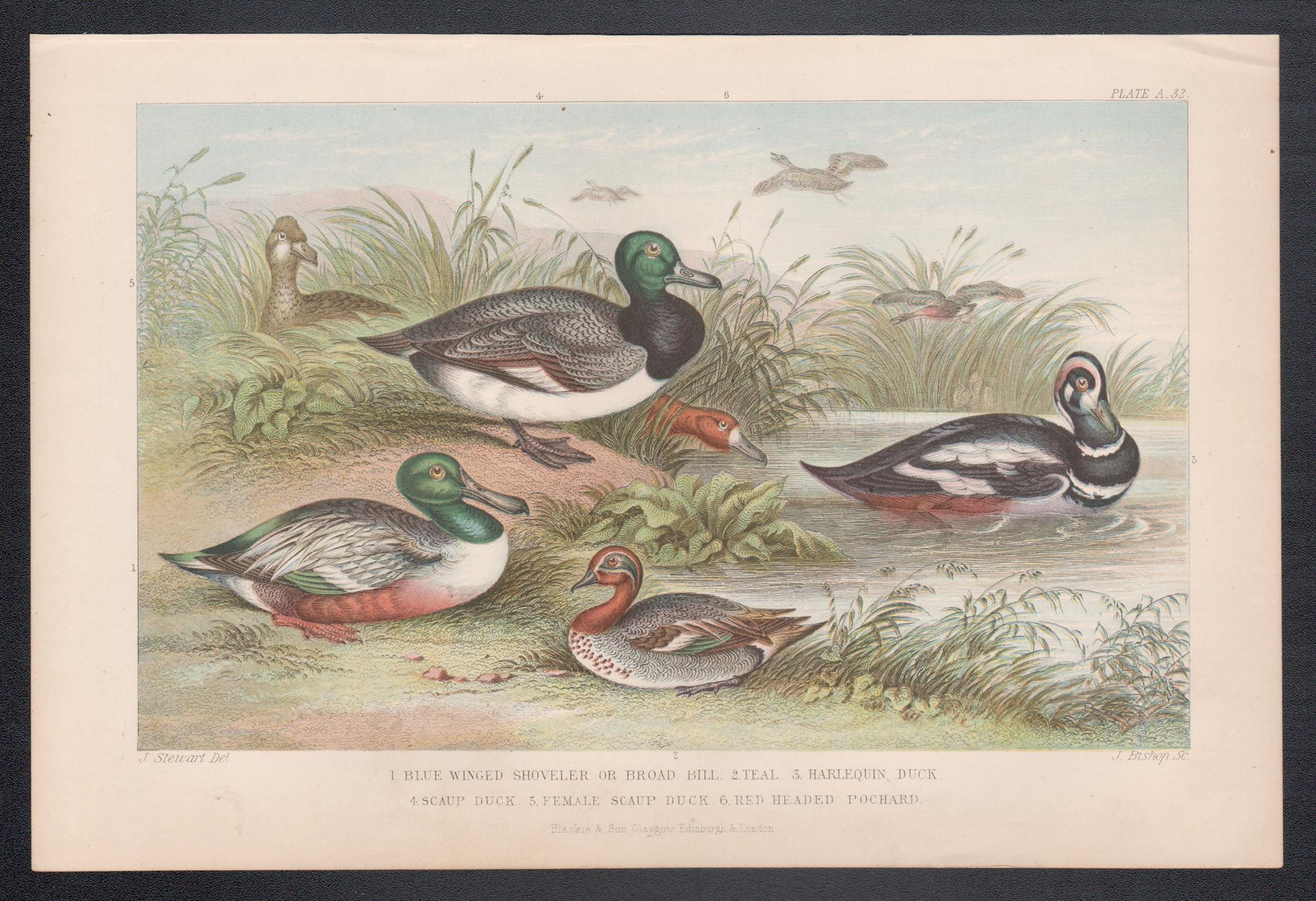 Anatre, stampa antica inglese di uccelli, 1879 - Print di James Stewart