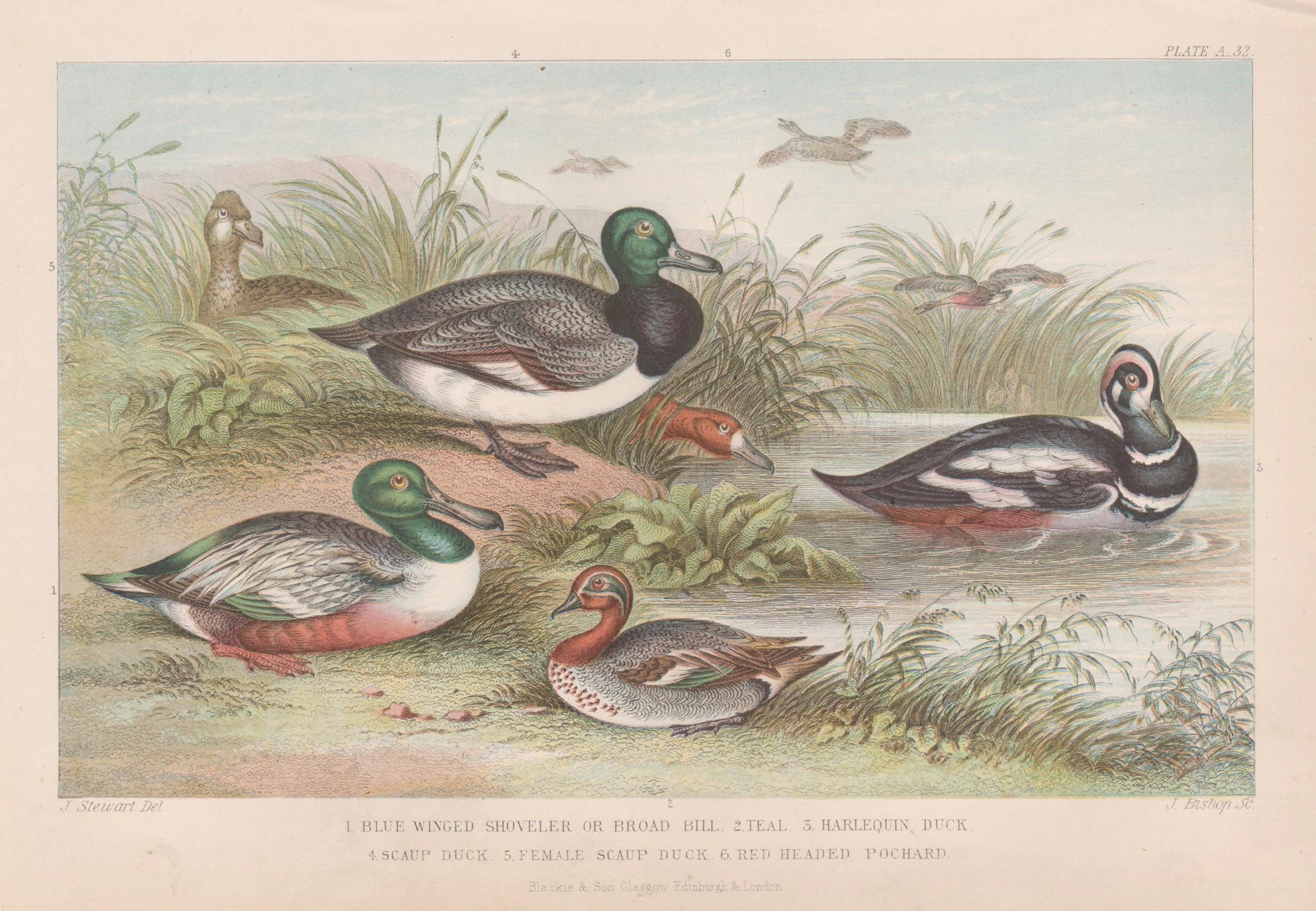 Animal Print di James Stewart - Anatre, stampa antica inglese di uccelli, 1879