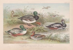 Ducks, English antique bird engraving print, 1879