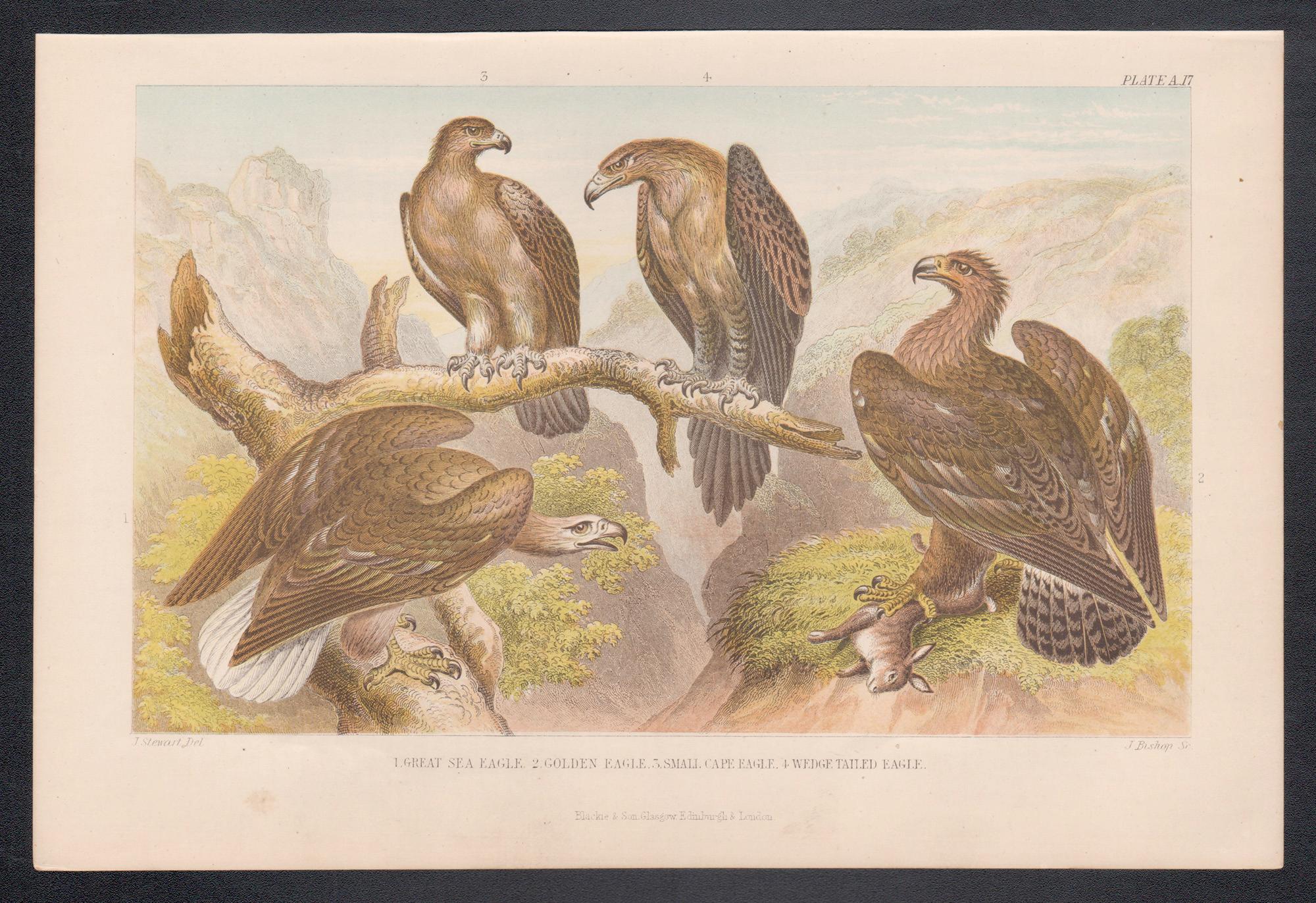 Aquile, stampa antica inglese di uccelli, 1879 - Print di James Stewart