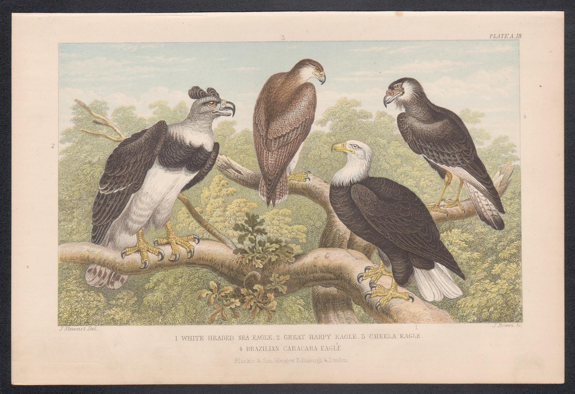 Aquile, stampa antica inglese di uccelli, 1879 - Print di James Stewart