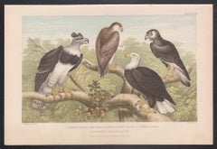 Eagles, English antique bird engraving print, 1879