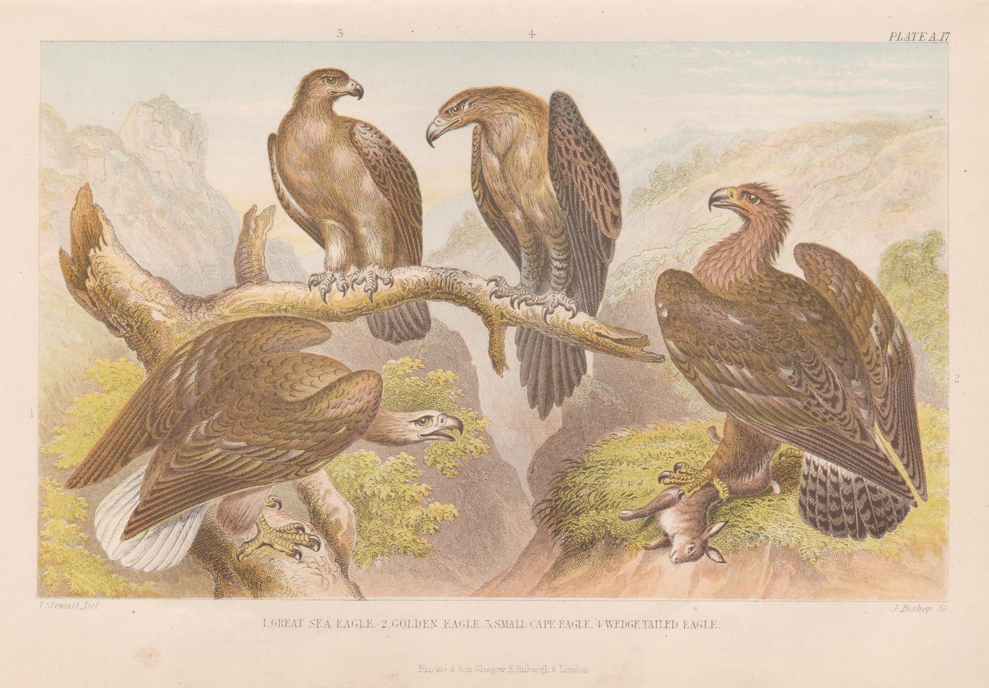 Águilas, grabado antiguo inglés de aves, 1879