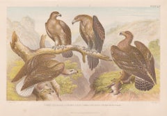 Aquile, stampa antica inglese di uccelli, 1879