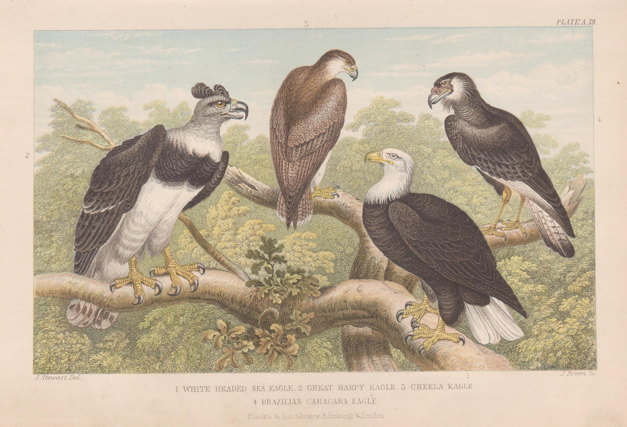 Animal Print di James Stewart - Aquile, stampa antica inglese di uccelli, 1879