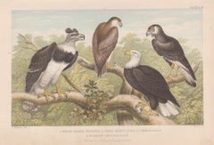 Eagles, English antique bird engraving print, 1879