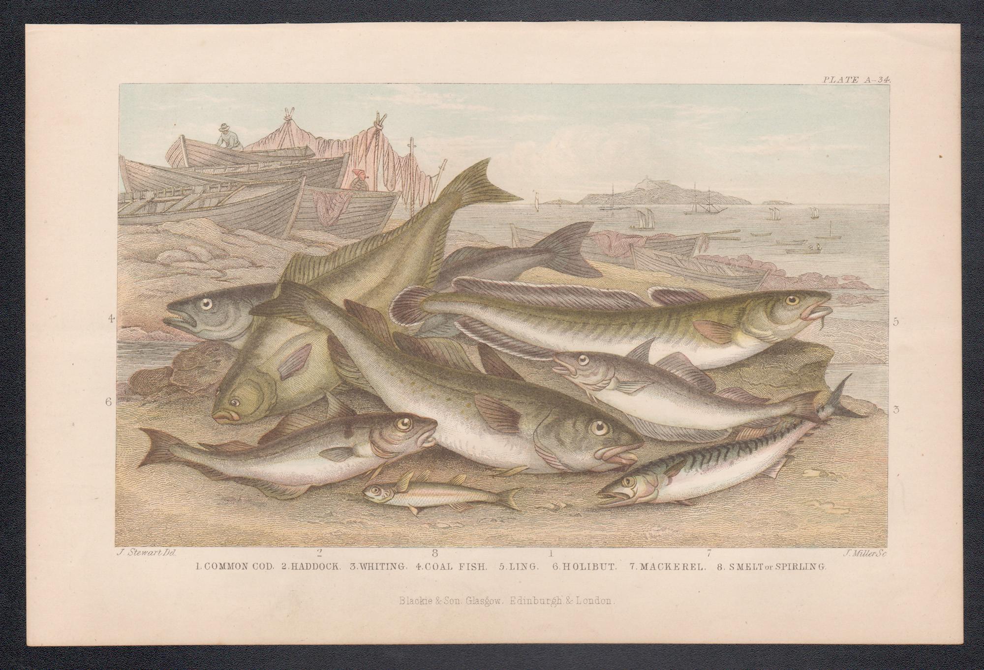 Pesce, stampa antica inglese di pesca sportiva, 1879 - Print di James Stewart