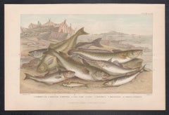 Fish, English antique fish angling engraving print, 1879