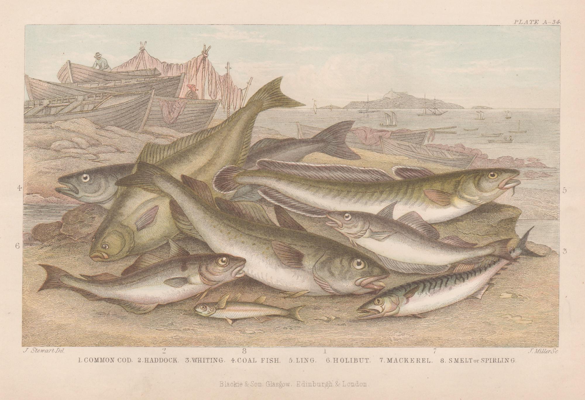 Pesce, stampa antica inglese di pesca sportiva, 1879
