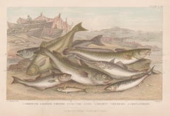 Pesce, stampa antica inglese di pesca sportiva, 1879