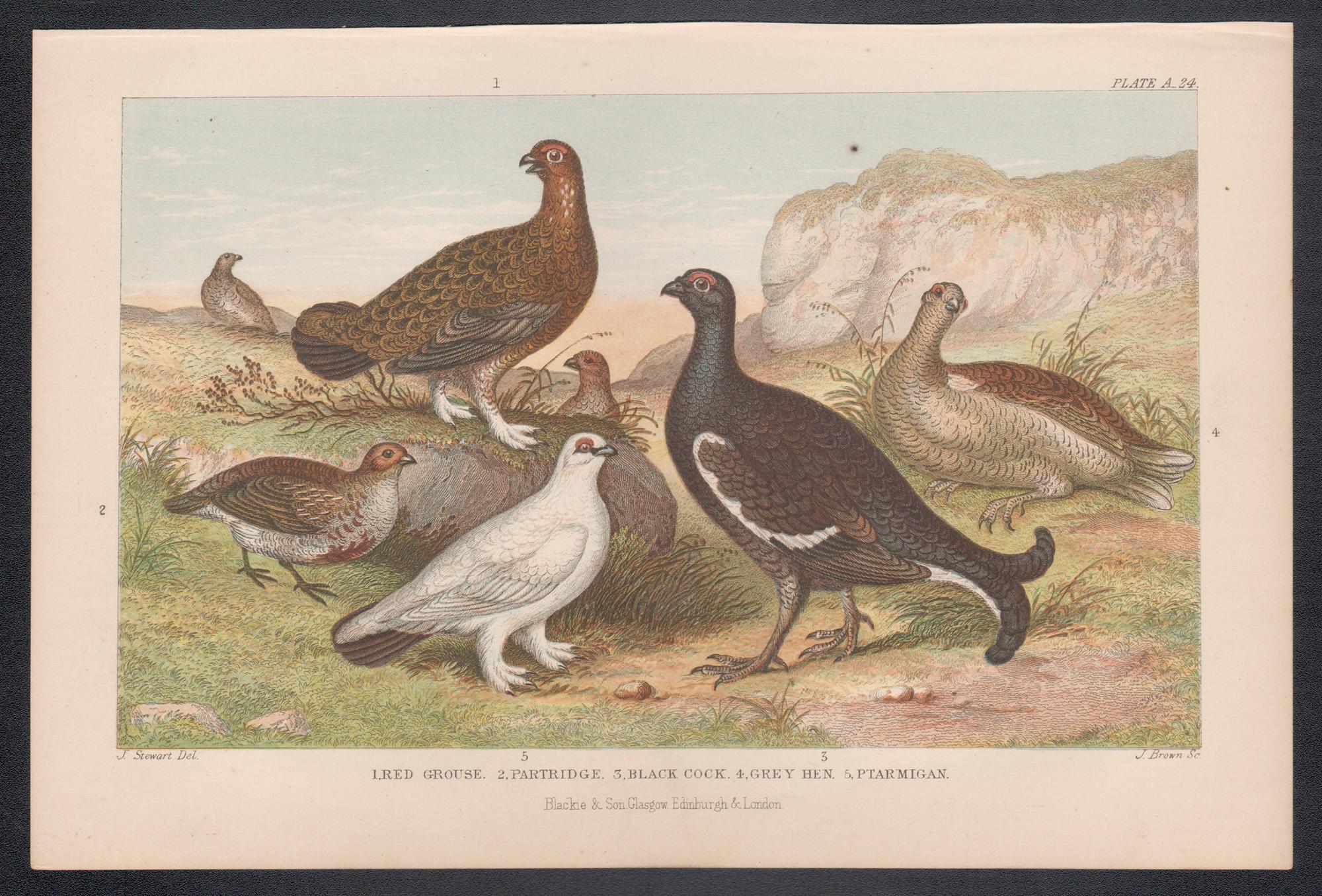 Uccelli da caccia, stampa antica inglese su uccelli, 1879 - Print di James Stewart
