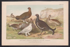 Game Birds, English antique bird engraving print, 1879