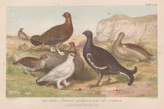 Game Birds, English antique bird engraving print, 1879