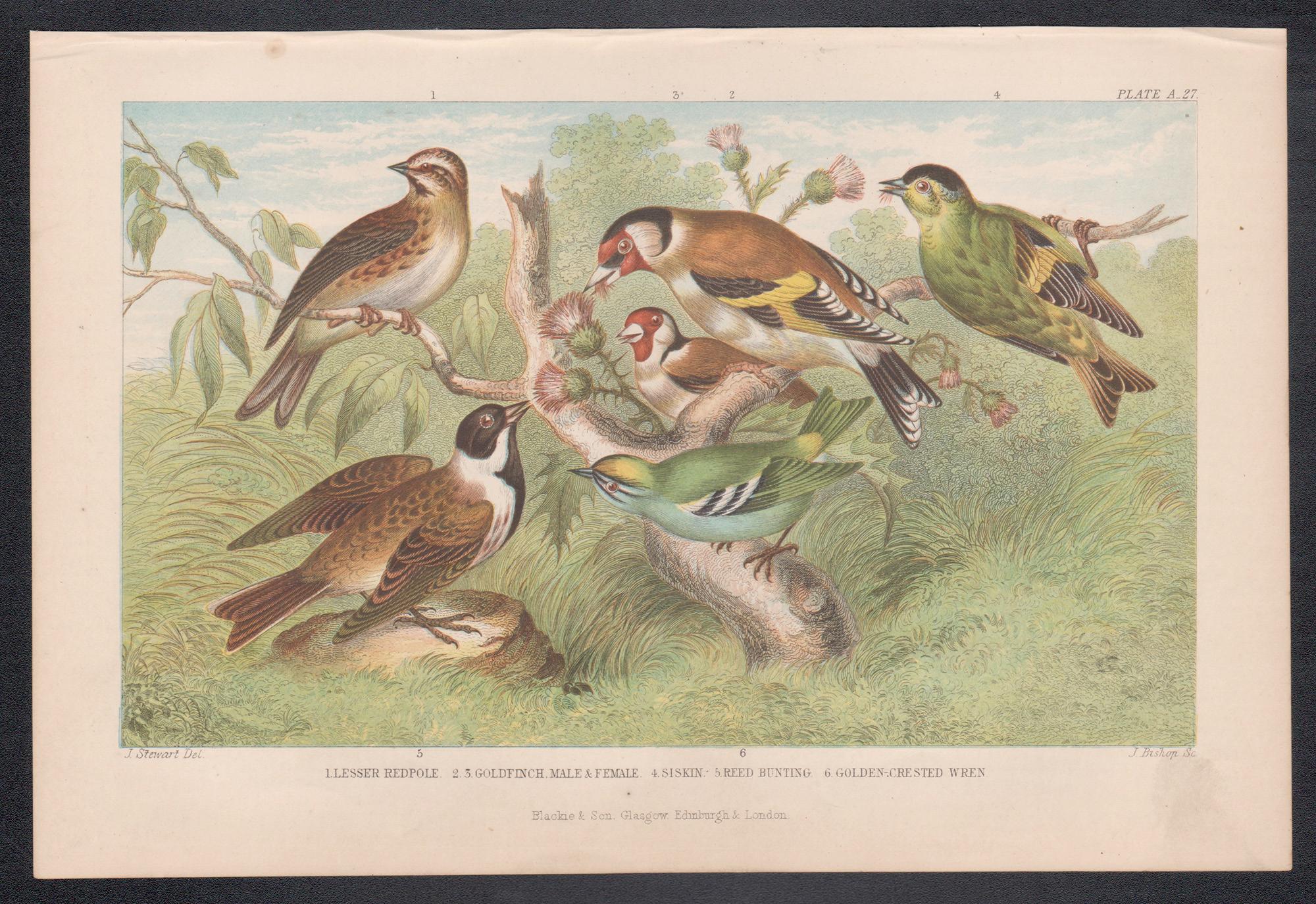 Cardellino etc., stampa antica inglese di uccelli, 1879 - Print di James Stewart