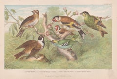 Goldfinch etc, English antique bird engraving print, 1879
