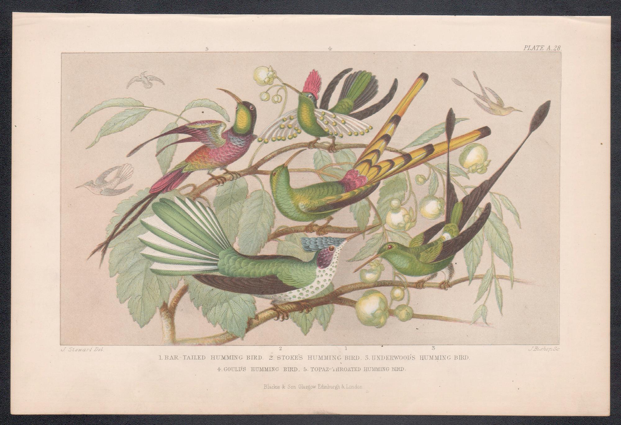 Hummingbirds, English antique bird engraving print, 1879 - Print by James Stewart