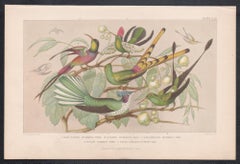 Hummingbirds, English antique bird engraving print, 1879