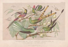 Hummingbirds, English antique bird engraving print, 1879