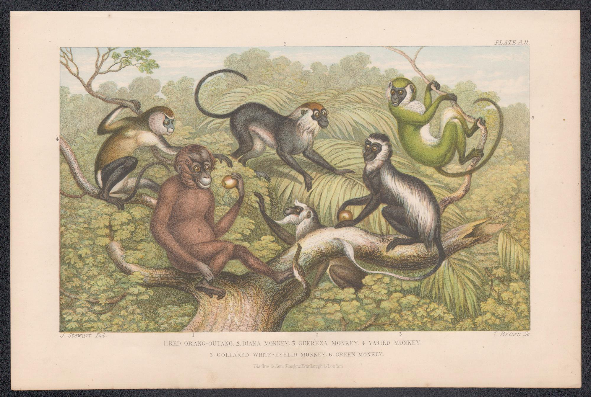 Scimmie, stampa antica inglese su animali, 1879 - Print di James Stewart