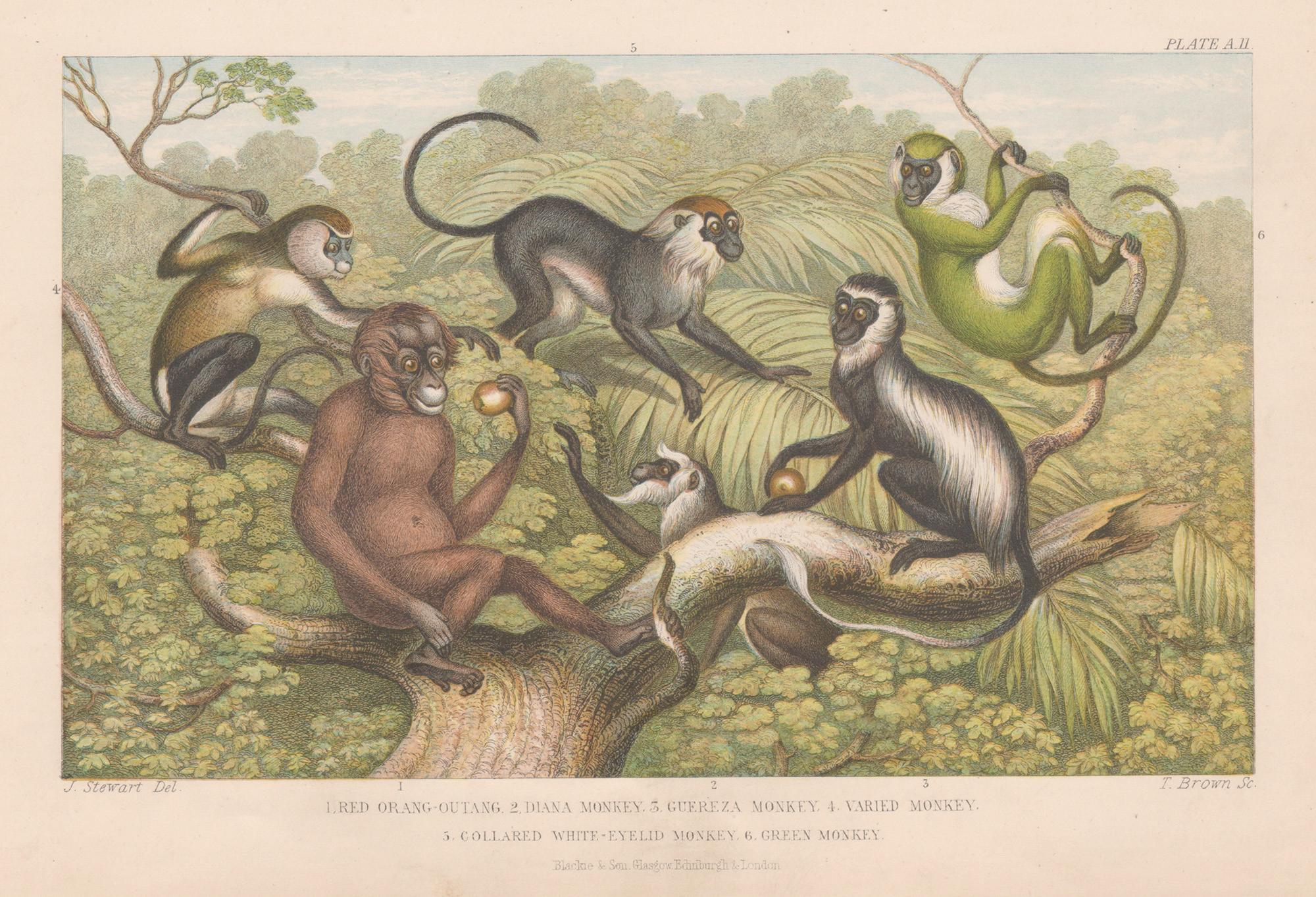 Monos, grabado antiguo inglés de animales, 1879
