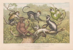 Scimmie, stampa antica inglese su animali, 1879