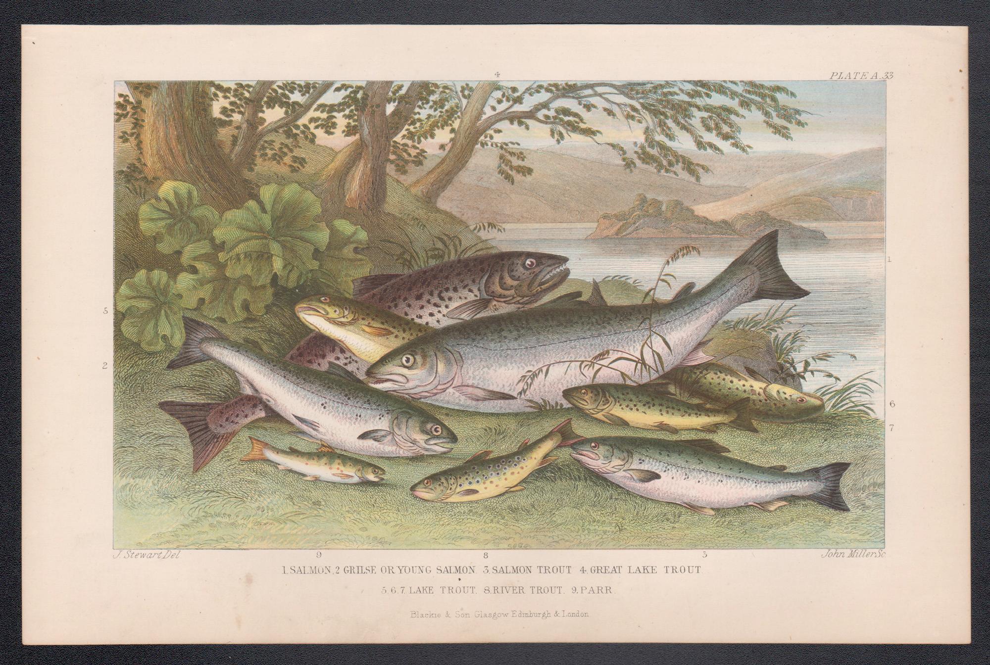 Salmon and Trout, English antique fish angling engraving print, 1879 - Print by James Stewart