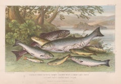 Salmon and Trout, English antique fish angling engraving print, 1879