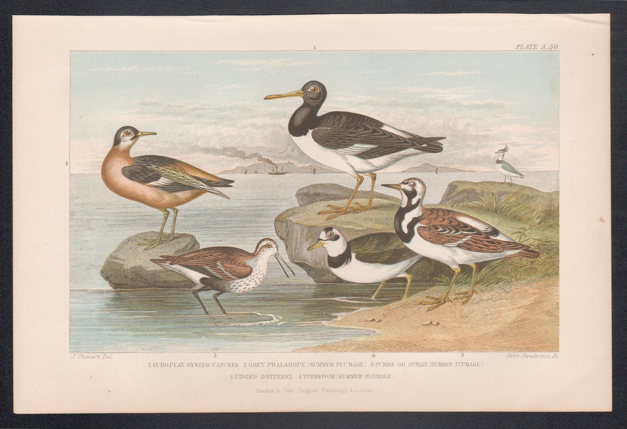Aves marinas, grabado antiguo inglés sobre aves, 1879 - Print de James Stewart