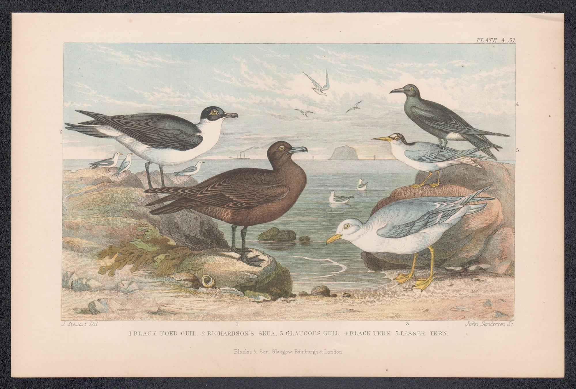 Aves marinas, grabado antiguo inglés sobre aves, 1879 - Print de James Stewart