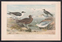Sea Birds, English antique bird engraving print, 1879