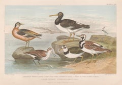 Sea Birds, English antique bird engraving print, 1879
