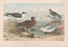 Aves marinas, grabado antiguo inglés sobre aves, 1879