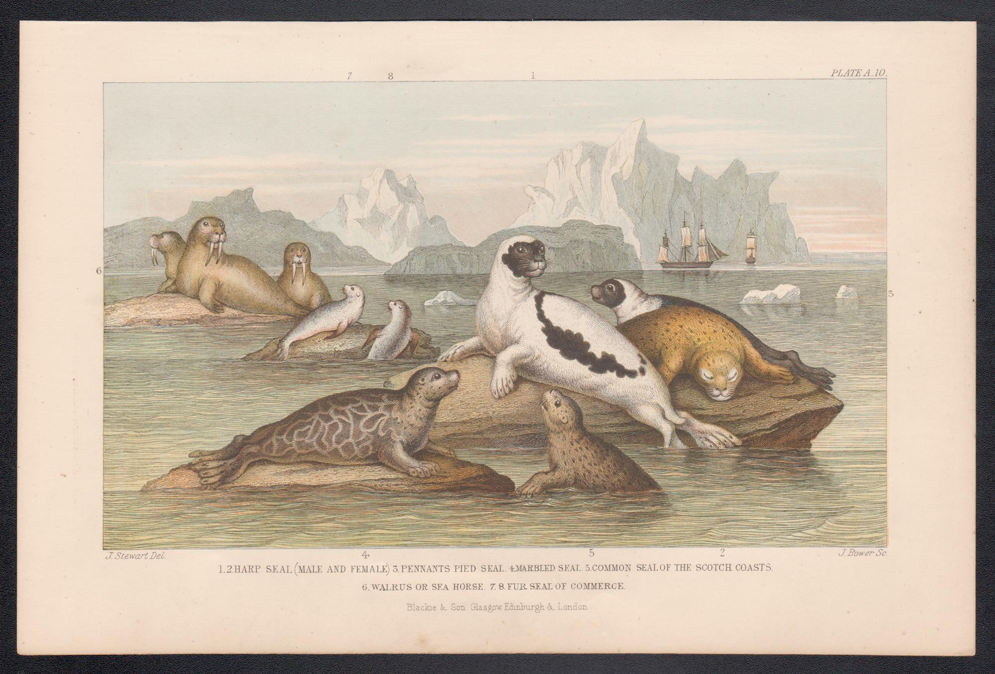 Sigilli, stampa antica inglese con incisione di animali, 1879 - Print di James Stewart