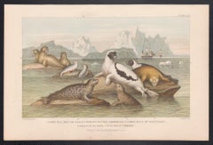 Sceaux anglais, gravure ancienne d'animaux, 1879
