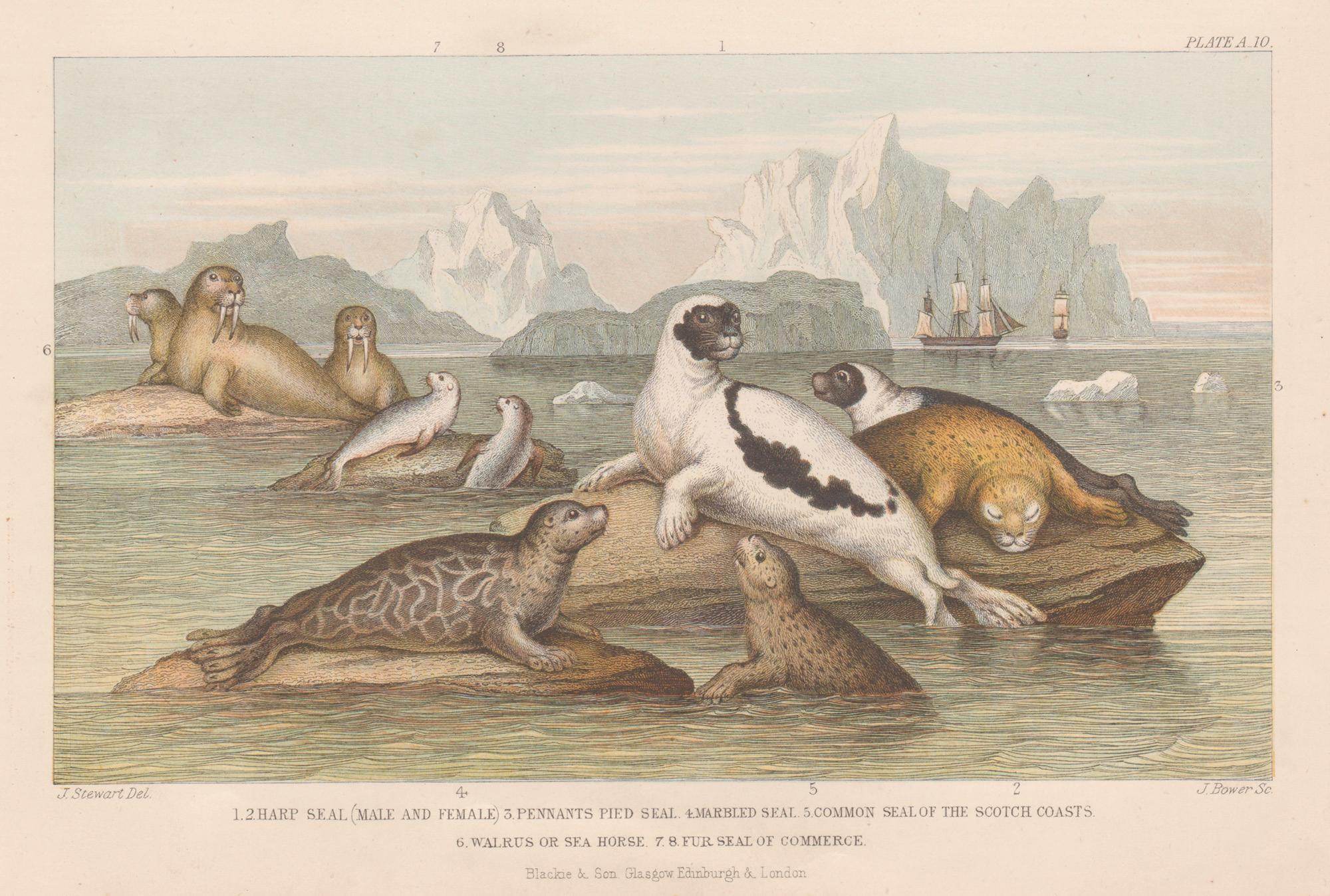 Animal Print di James Stewart - Sigilli, stampa antica inglese con incisione di animali, 1879