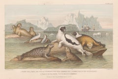 Seals, English antique animal engraving print, 1879