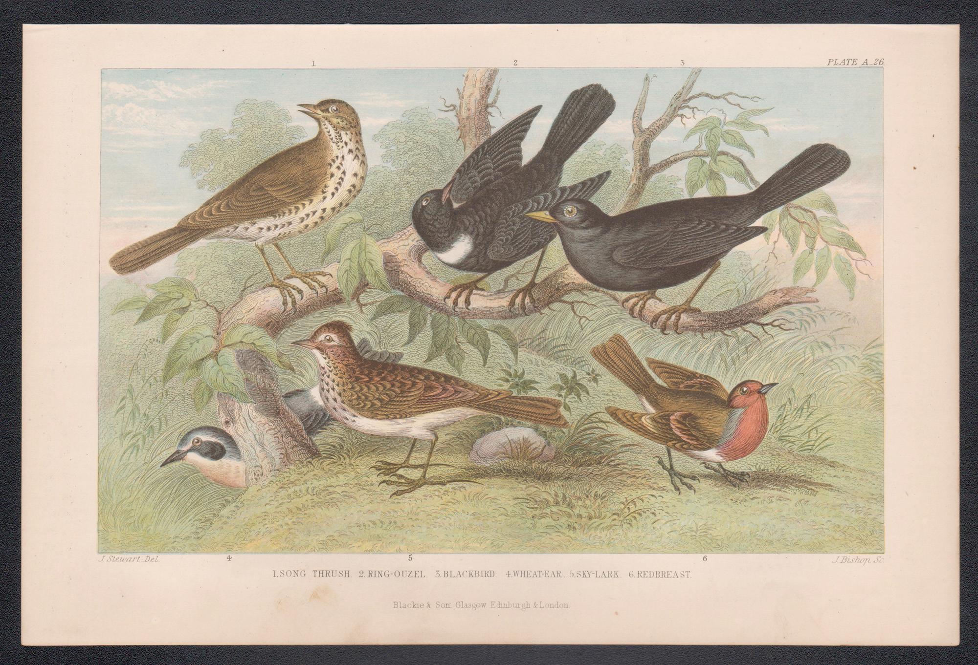 Thrush etc, gravure d'oiseau ancienne anglaise, 1879 - Print de James Stewart