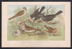 Song Thrush etc, English antique bird engraving print, 1879