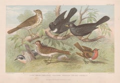 Song Thrush etc, English antique bird engraving print, 1879
