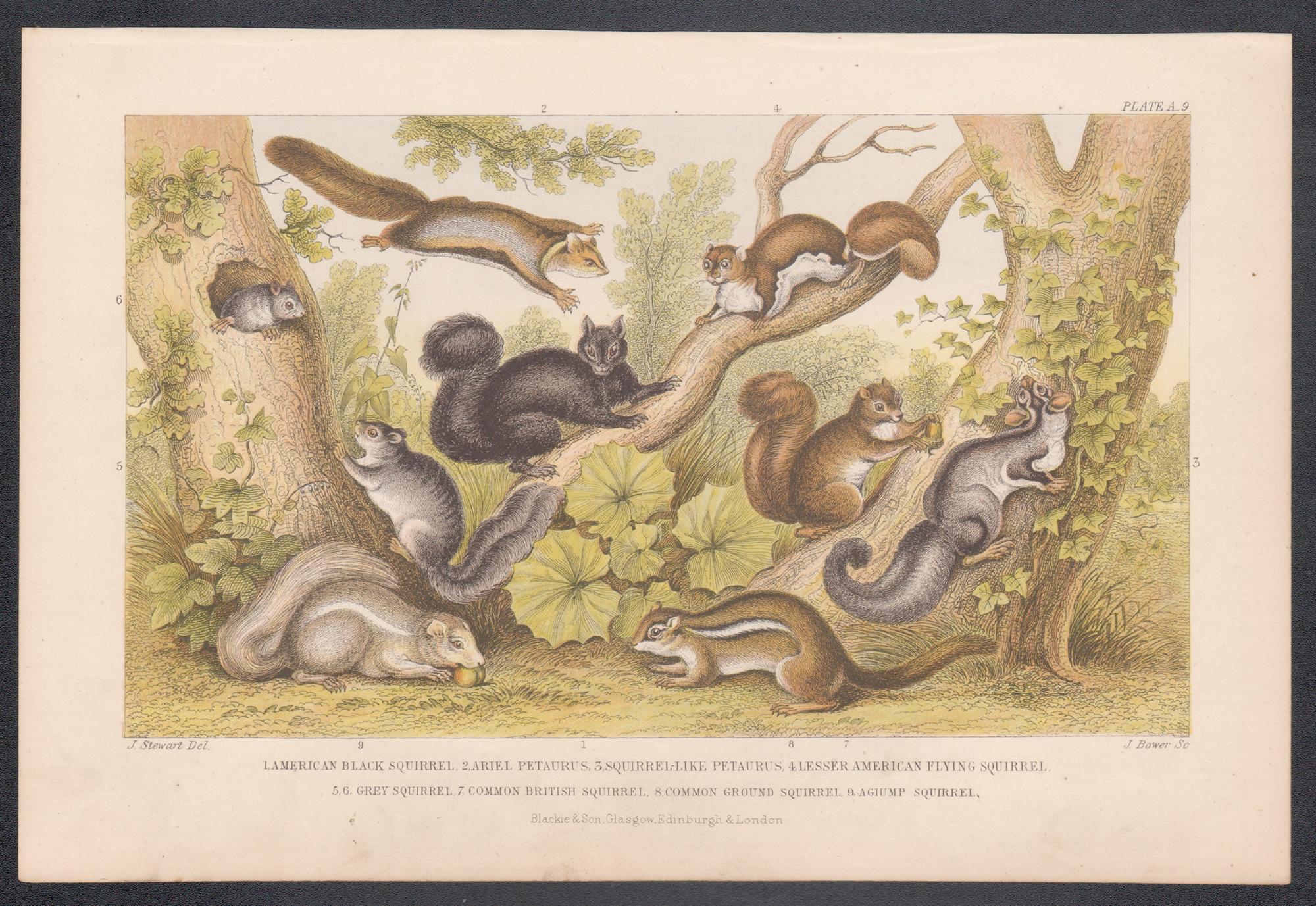 Ardillas, grabado animal antiguo inglés, 1879 - Print de James Stewart