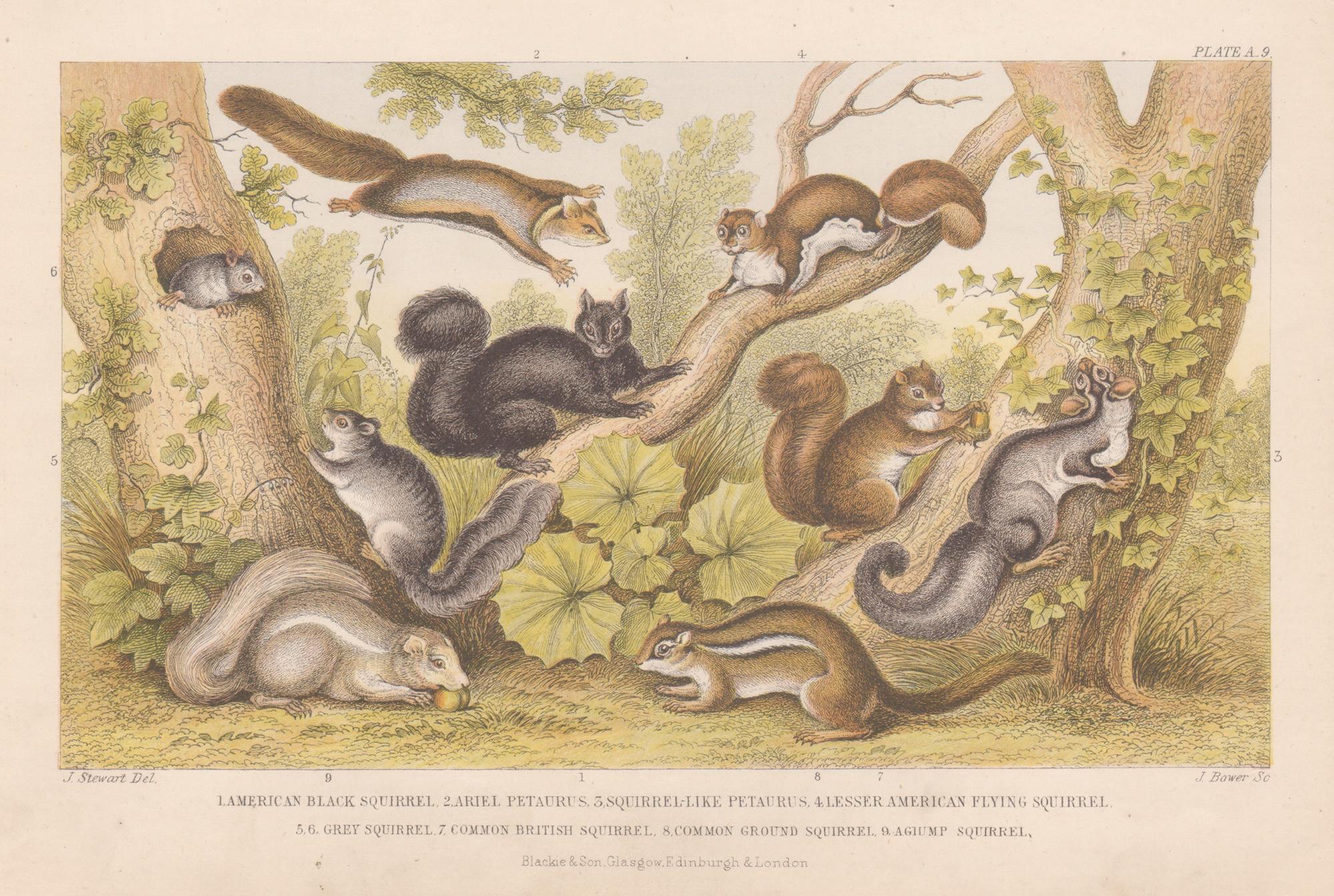 Animal Print de James Stewart - Ardillas, grabado animal antiguo inglés, 1879