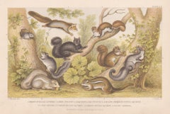 Ardillas, grabado animal antiguo inglés, 1879