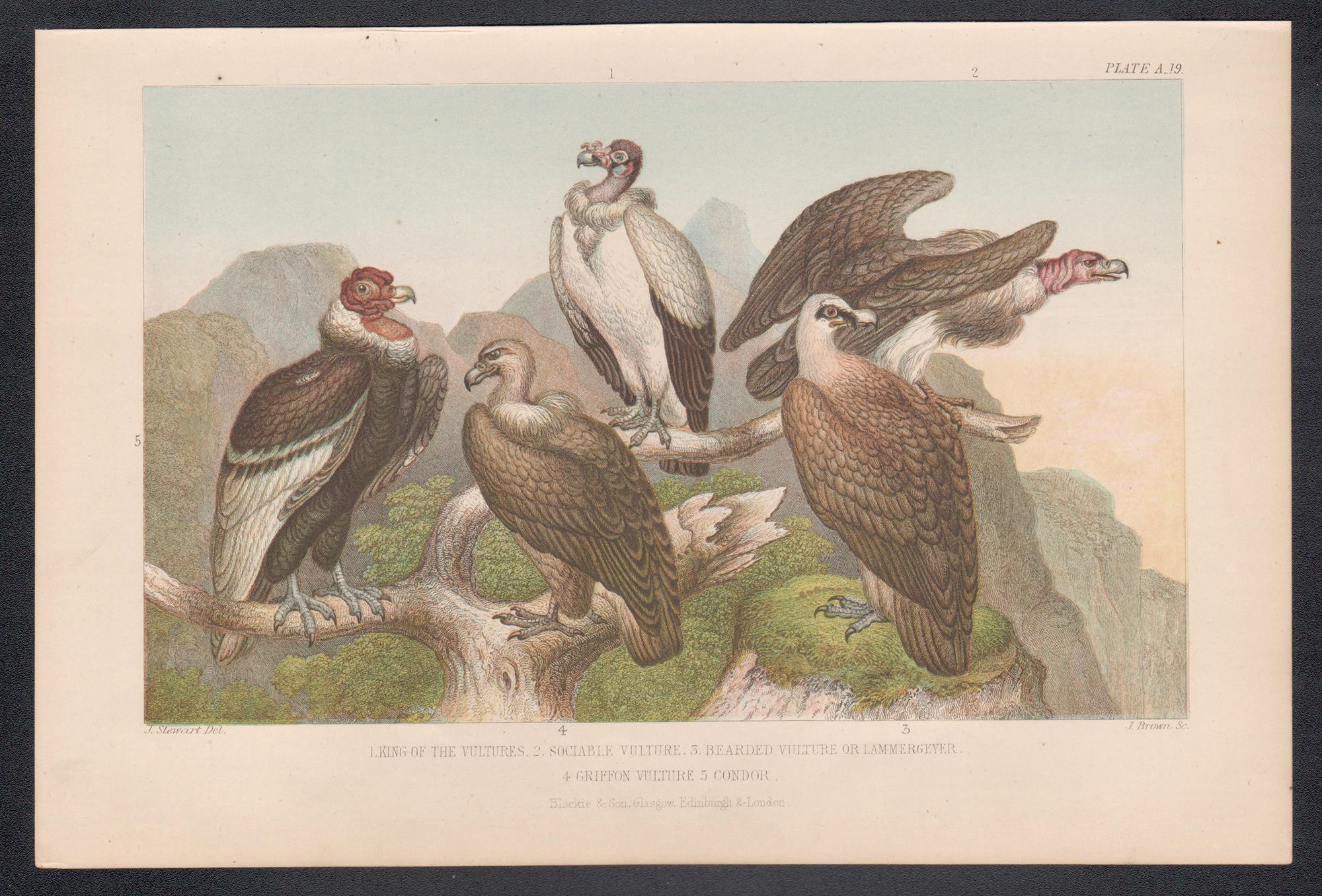 Avvoltoi, stampa antica inglese di uccelli, 1879 - Print di James Stewart