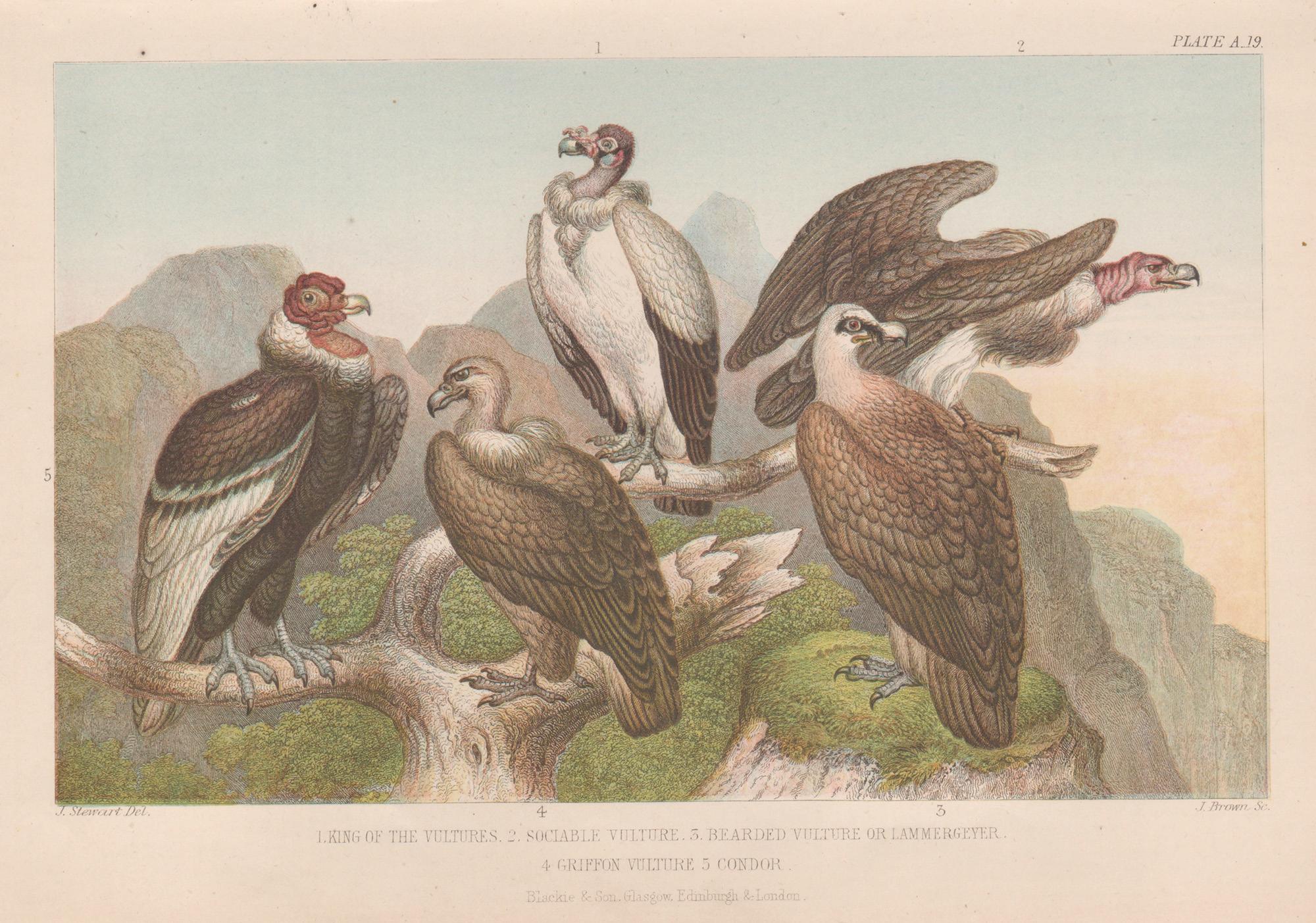 Animal Print di James Stewart - Avvoltoi, stampa antica inglese di uccelli, 1879