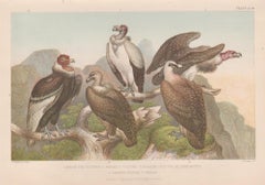 Vultures, English antique bird engraving print, 1879